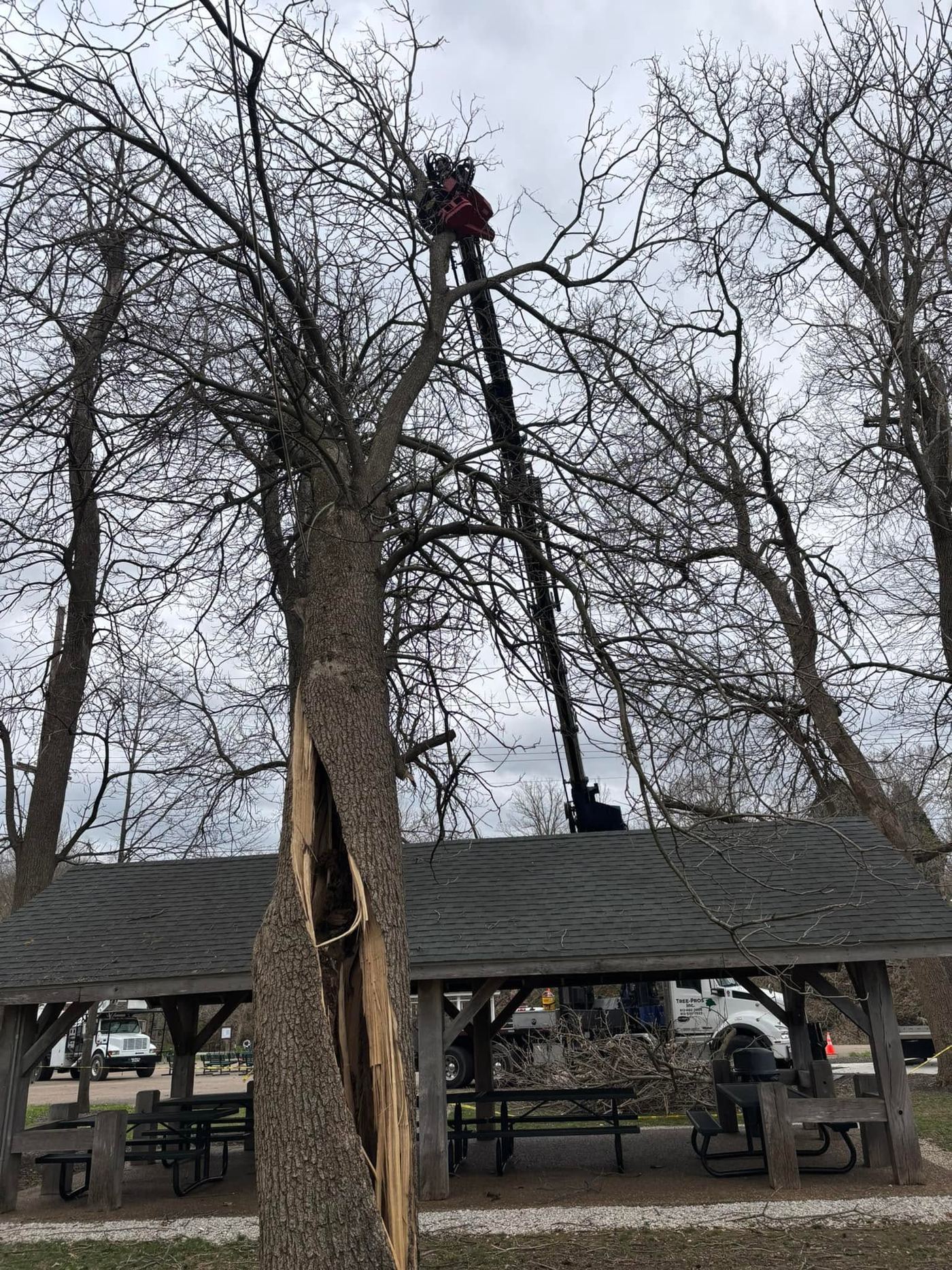 Climber dismantling a tall tree above a picnic shelter