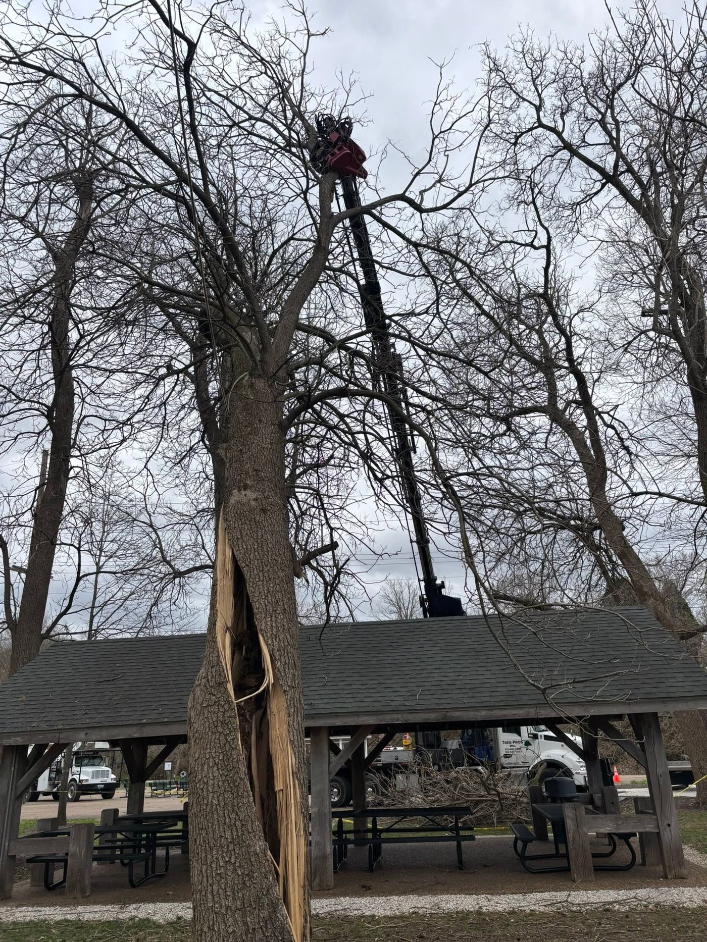 Climber rigging sections of a bare tree for removal