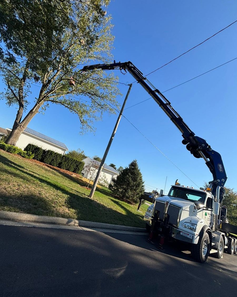 Knuckleboom grapple crane removing a tree over a road