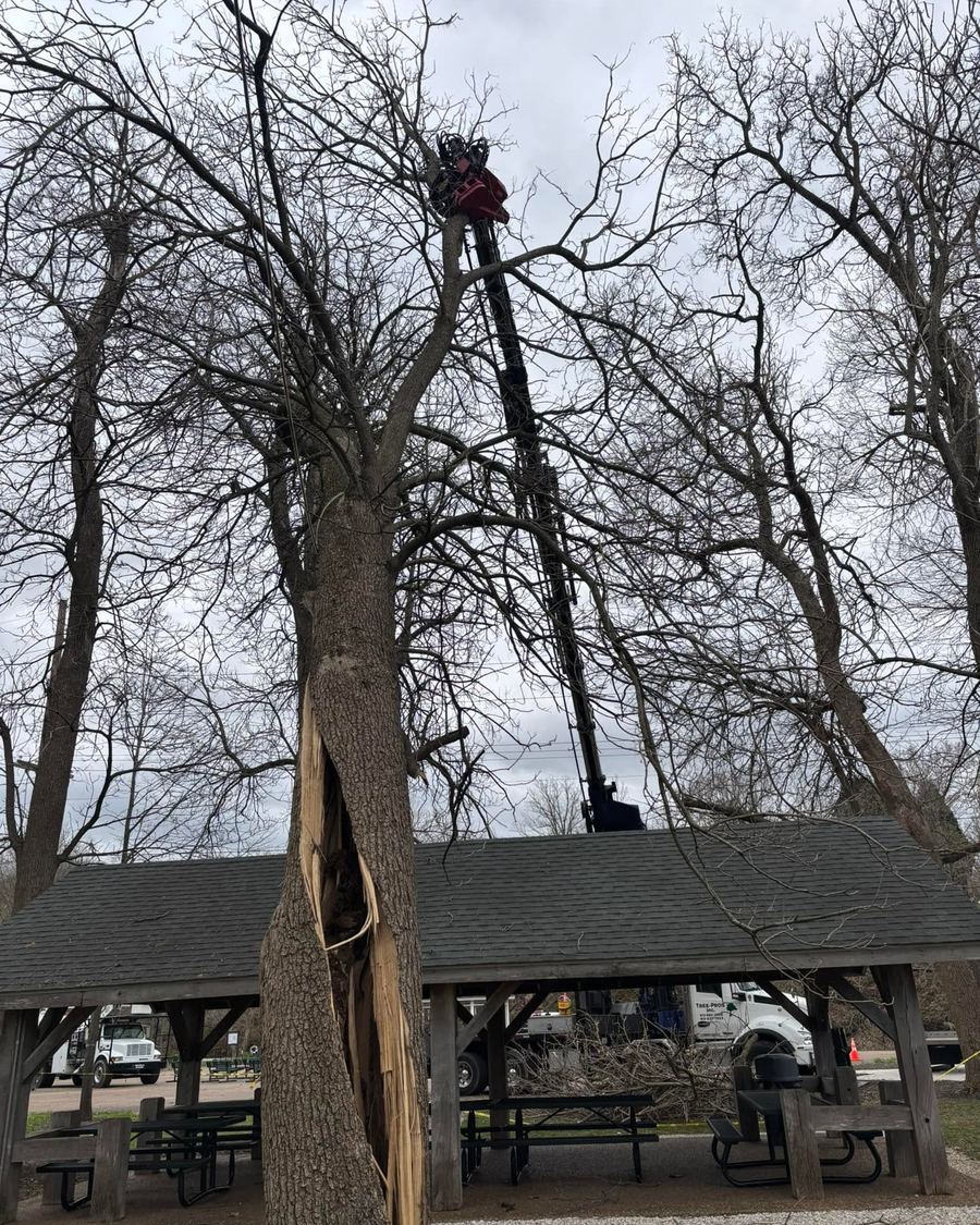 Climber working high in a tall tree above a picnic shelter