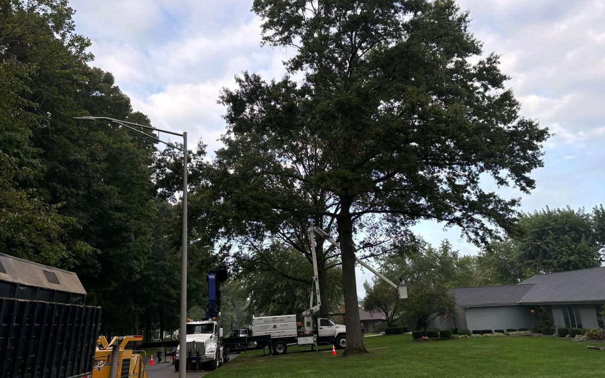 Tree Pros crew with chipper truck trimming a large yard tree